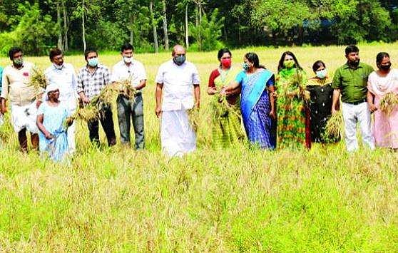 കൊയ്‌ത്തരിവാളുമായി വിനീത് ശ്രീനിവാസൻ; പുന്നച്ചാൽ പാടത്ത് നെൽകറ്റകൾ വിളവെടുത്ത് 'അച്ഛന്റെ മകൻ' 