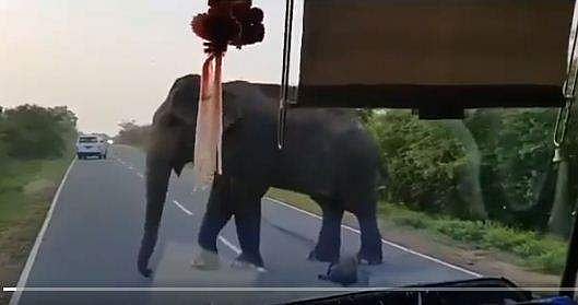ദേശീയ പാതയില്‍ കുറുകെനിന്നു; വാഹനം 'കൊള്ളയടിച്ച്' കാട്ടാന- വിഡിയോ