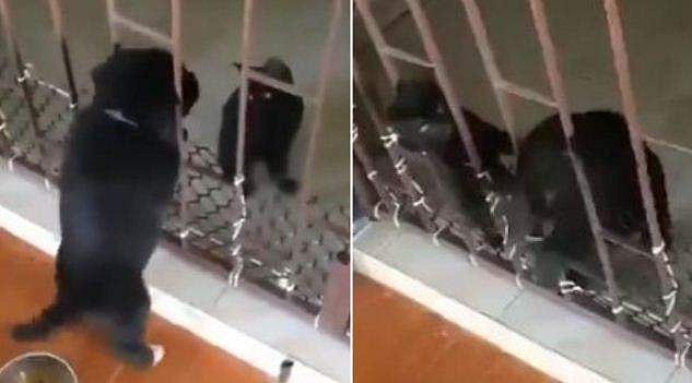 'ബെസ്റ്റ് ഫ്രണ്ട്സ് ഫോർ എവർ'- സു​ഹൃത്ത് എന്നൊക്കെ പറഞ്ഞാൽ ഇതാണ് (വീഡിയോ)