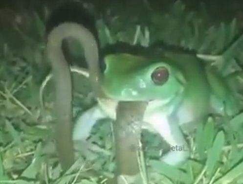 പാമ്പിനെ വിഴുങ്ങുന്ന തവള, അമ്പരപ്പ് (വീഡിയോ)