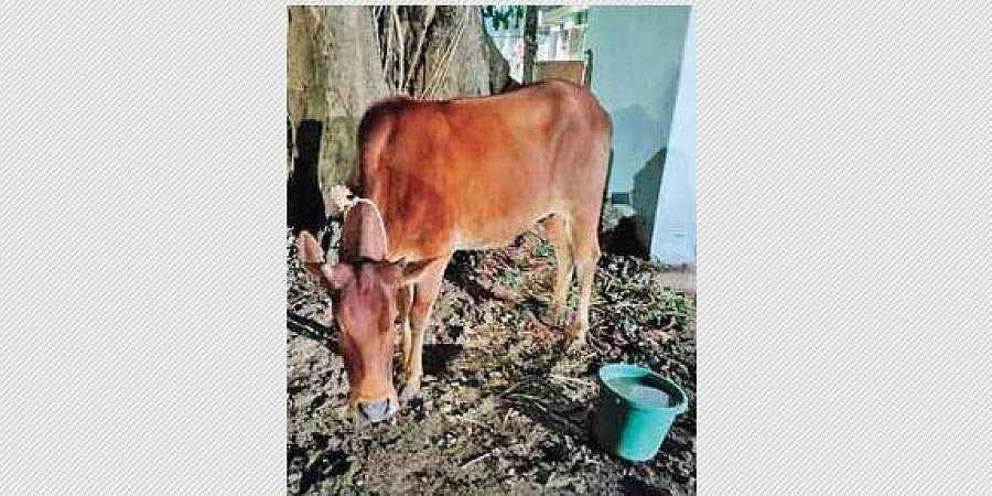 ഉടമസ്ഥ തര്ക്കം തീര്ക്കാന് പശു പൊലീസ് സ്റ്റേഷനില്! വിചിത്രം
