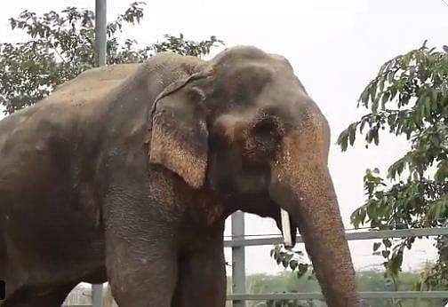 ചങ്ങല ബന്ധിച്ച കാലുകളുമായി ആയിരം കിലോമീറ്റര്‍ നടത്തി, ആനയെ മുന്നില്‍ നിര്‍ത്തി പണം വാരി, ജീവന് ഭീഷണിയായി അണുബാധ, ജയ്‌യുടെ ദയനീയ കഥ (വീഡിയോ)