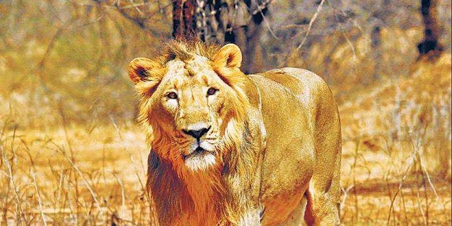 രാത്രിയില്‍ സഹോദരിമാര്‍ പുറത്തിറങ്ങി, സിംഹങ്ങള്‍ ചേര്‍ന്ന് കൗമാരക്കാരിയെ കടിച്ചുതിന്നു; വാട്ടര്‍ ടാങ്കില്‍ ചാടിയ പെണ്‍കുട്ടി അത്ഭുതകരമായി രക്ഷപ്പെട്ടു