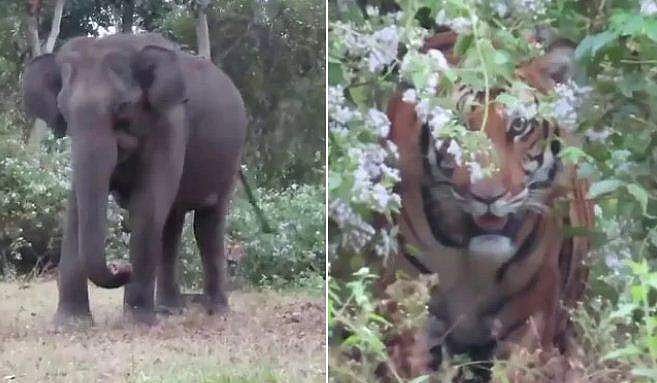 വനത്തിന്റെ നടുക്ക് ഒറ്റയ്ക്ക് നില്‍ക്കുന്ന ആന; പിന്നില്‍ ചെടികള്‍ക്കിടയില്‍ ഒളിഞ്ഞ് നിന്ന് കടുവ ( വീഡിയോ)