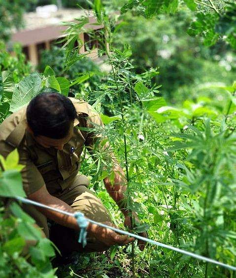 റോഡരികില്‍ കഞ്ചാവ് ചെടികള്‍ ; അമ്പരന്ന് പൊലീസ്