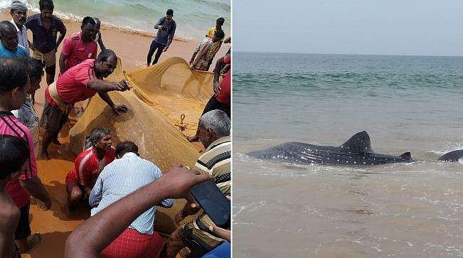 വലയിൽ കുടുങ്ങിയത് കൂറ്റൻ തിമിം​ഗല സ്രാവ്; കടലിലേക്ക് മടക്കിയയച്ച് തിരുവനന്തപുരത്തെ മത്സ്യത്തൊഴിലാളികൾ