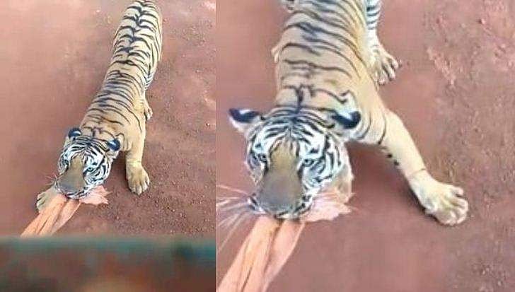 സഫാരിക്കിടെ ടൂറിസ്റ്റ് ബസിന് പിന്നാലെ കുതിച്ചു പാഞ്ഞ് കടുവ; ഞെട്ടിപ്പിക്കുന്ന വിഡിയോ; ജീവനക്കാരെ പുറത്താക്കി