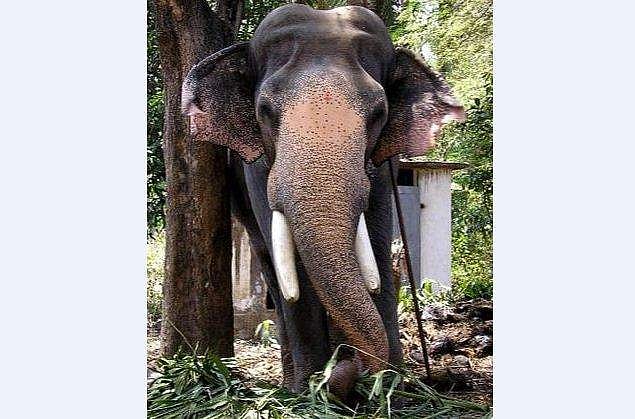 ​ഗുരുവായൂർ പത്മനാഭന്റെ ആരോ​ഗ്യ നിലയിൽ ആശങ്ക; മരുന്നുകളോട് പ്രതികരിക്കുന്നില്ല