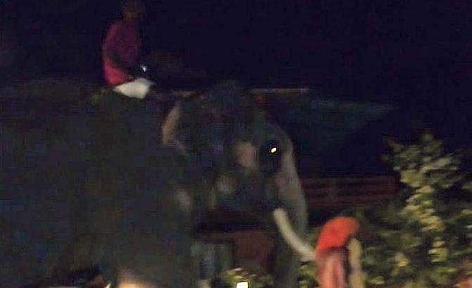 ഉത്സവം കഴിഞ്ഞ് മടങ്ങുന്നതിനിടെ ആന ഇടഞ്ഞു; രണ്ടാം പാപ്പാനെ കുത്തിക്കൊന്നു