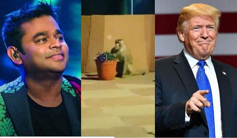 'ട്രംപിന്റെ അത്തഴവിരുന്നിൽ നുഴഞ്ഞുകയറിയ വിരുതൻ'; ചെടിച്ചട്ടിയിൽ നിന്ന് ഭക്ഷണം കഴിക്കുന്ന കുരങ്ങന്റെ വിഡിയോ പങ്കുവെച്ച് റഹ്മാൻ