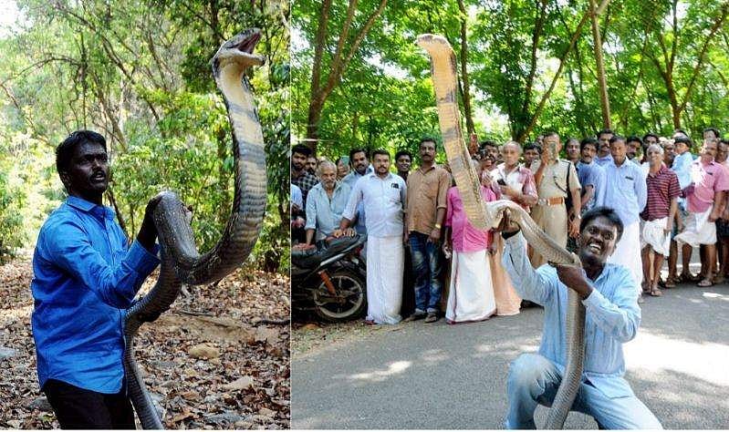കാടിറങ്ങിവന്ന് വമ്പന്‍ രാജവെമ്പാല ഇണകള്‍; രണ്ട് വീടുകളില്‍ നിന്ന് പിടികൂടി വാവ സുരേഷ്; ചിത്രങ്ങള്‍