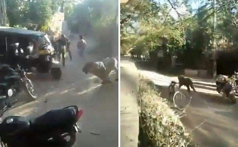 ജനക്കൂട്ടത്തിന് ഇടയിലൂടെ കുതിച്ച് പാഞ്ഞ് സിംഹം; 'ഇങ്ങനെ ഓടിയാല്‍ ഉസൈന്‍ ബോള്‍ട്ട് പോലും രക്ഷപ്പെടില്ല'; വൈറലായി വിഡിയോ