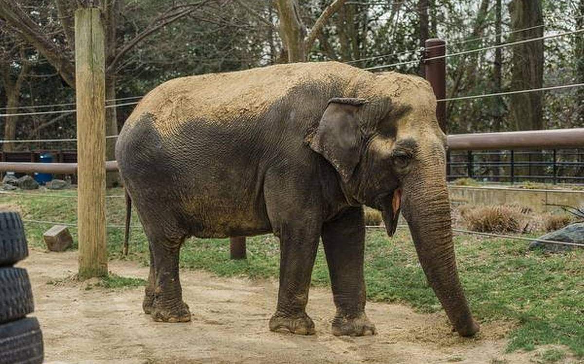 ആനമുത്തശ്ശിയ്ക്ക് ഇനി അന്ത്യവിശ്രമം; 72-ാം വയസിൽ അംബികയ്ക്ക് ദയാവധം നൽകി 