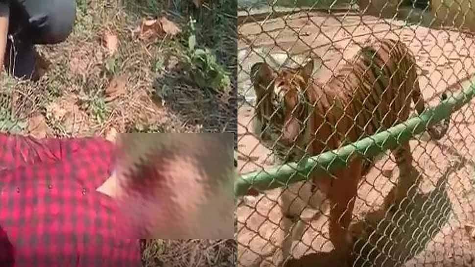 കടുവയുടെ കൂട്ടിലേക്ക് എടുത്തുചാടി; യുവാവിന് ദാരുണാന്ത്യം (വീഡിയോ)