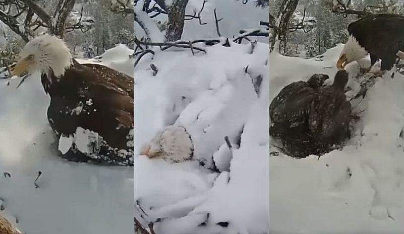 ശരീരം മഞ്ഞില്‍ മൂടിയിട്ടും മുട്ടയ്ക്ക് അട ഇരിക്കുന്ന അമ്മ പരുന്ത്; വൈറലായി വിഡിയോ