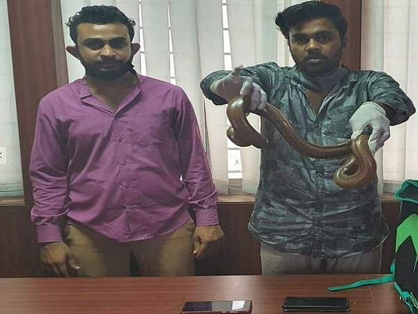 ലോക്ക്ഡൗണിനിടെ ഡെലിവറി ബോയ്‌സ് ചമഞ്ഞ് ഇരുതലമൂരി കടത്ത്; രണ്ടു പേര്‍ പിടിയില്‍ 