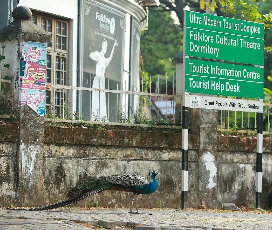 ലോക്ക്ഡൗണ് കാലത്തെ അപ്രതീക്ഷിത അതിഥി; ഫോര്ട്ട് കൊച്ചിയില് ദൃശ്യവിരുന്നൊരുക്കി മയില് (ചിത്രങ്ങള്)