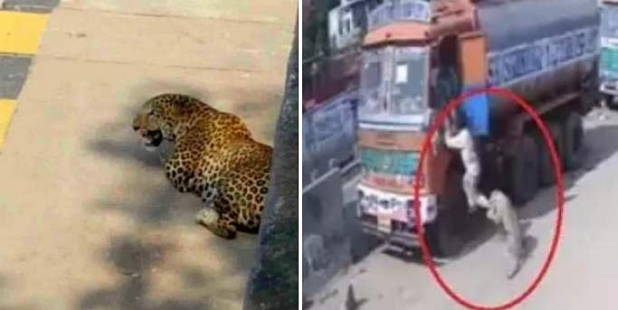 പുലിയുടെ വായില്‍ നിന്നും രക്ഷപ്പെട്ടത് തലനാരിഴയ്ക്ക് ; നഗരത്തില്‍ ഭീതി പടര്‍ത്തി പുള്ളിപ്പുലിയുടെ പരാക്രമം ; ഉറക്കമില്ലാതെ നാട്ടുകാര്‍ ( വീഡിയോ)