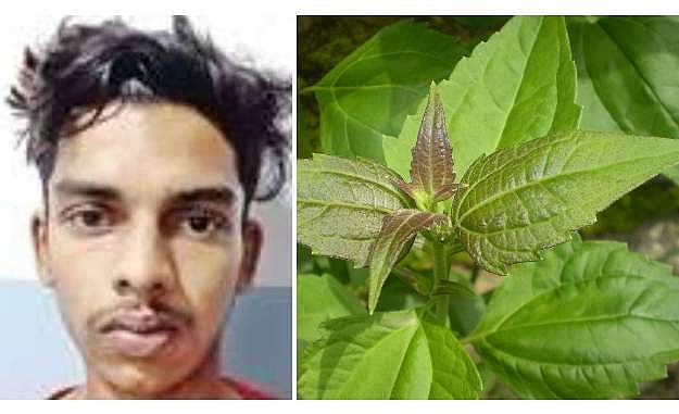 കഞ്ചാവിന് പകരം കമ്യൂണിസ്റ്റ് പച്ച ഉണക്കി നല്‍കി ;  യുവാവിനെ തട്ടിക്കൊണ്ടുപോയി മര്‍ദിച്ച കേസിൽ ഒരാൾ അറസ്റ്റിൽ