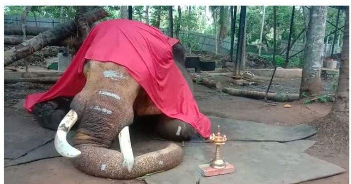 ഗജവീരന് ചെര്പ്പുളശ്ശേരി നീലകണ്ഠൻ ചരിഞ്ഞു