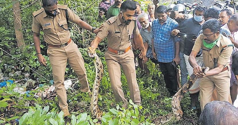 കടുവയെ പിടിക്കാനെത്തി ; കണ്ടെത്തിയത് പട്ടിയെ വരിഞ്ഞുമുറുക്കിയ പെരുമ്പാമ്പിനെ