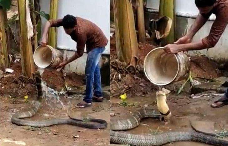 രാജവെമ്പാലയെ കുളിപ്പിക്കുന്ന യുവാവ്; ഞെട്ടിക്കുന്ന വിഡിയോ; വൈറല്‍