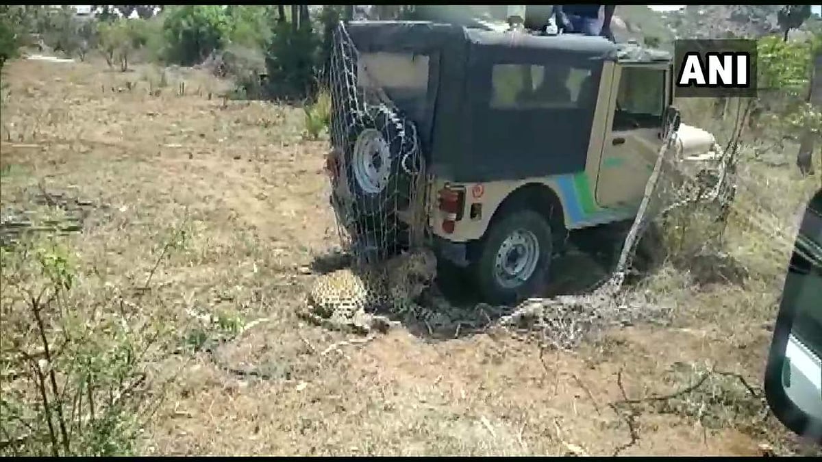 നാടിനെ വിറപ്പിച്ച പുള്ളിപ്പുലി ഒടുവില്‍ വലയില്‍; പിടിക്കാനുള്ള ശ്രമത്തിനിടെ ആക്രമിച്ചു; രണ്ട് വനപാലകര്‍ക്ക് പരിക്ക്