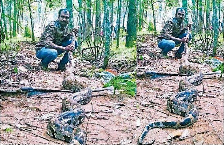 16അടി നീളം, 45കിലോ തൂക്കം; കോഴിയെ തിന്നാൻ എത്തിയ ഭീമൻ പെരുമ്പാമ്പ് പിടിയിൽ