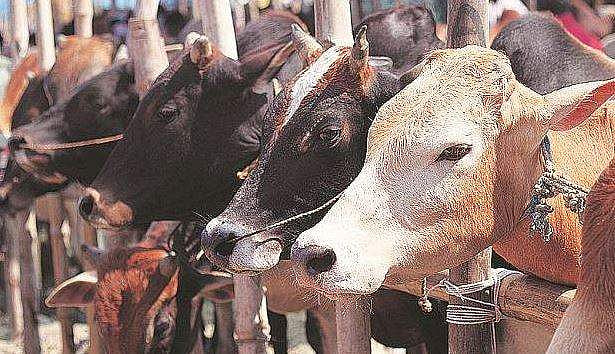ഒറ്റ രാത്രിയില്‍ ജഴ്‌സി, സിന്ധി തുടങ്ങി ലക്ഷങ്ങള്‍ വിലയുളള ഏഴു പശുക്കള്‍ ചത്തു; ദുരൂഹത, അന്വേഷണം 