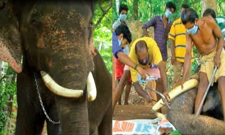 കൊച്ചയ്യപ്പന്റെ കൊമ്പുകൾ മുറിച്ചുമാറ്റി; 'ഇരട്ട ലോക്ക് ഡൗൺ' അവസാനിച്ചു 