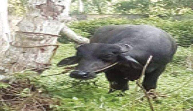 മോഷ്ടിച്ചുകൊണ്ടുപോകുന്നതിനിടെ പോത്ത് വിരണ്ടു; കള്ളന്മാര്‍ ജീവനും കൊണ്ട് ഓടി