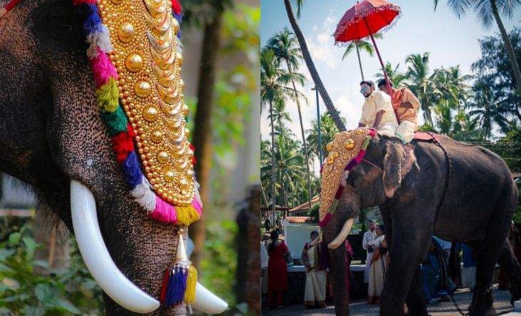 വരനെ സ്വീകരിക്കാനും കട ഉദ്ഘാടനത്തിനും ആനയെ ഇറക്കി ആളാകണ്ട; പുതിയ പൂരങ്ങൾക്കും അനുമതിയില്ല