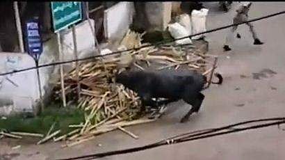 കൊല്ലത്ത് കശാപ്പിനായി കൊണ്ടുവന്ന പോത്ത് വിരണ്ടോടി, രണ്ടുമണിക്കൂര്‍ ഭീകരാന്തരീക്ഷം സൃഷ്ടിച്ചു; പൊലീസ് വാഹനം തകര്‍ത്തു