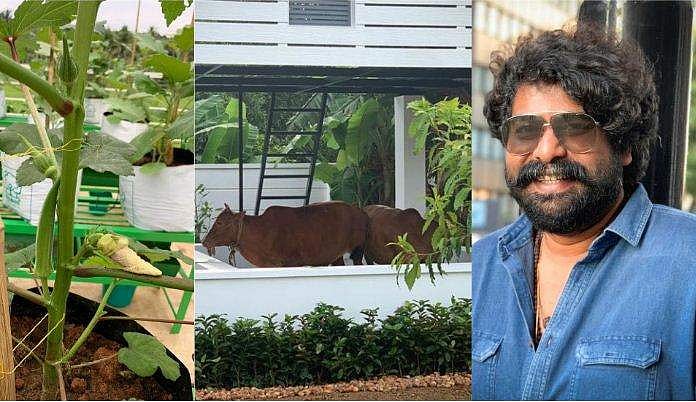 രണ്ട് വെച്ചൂർ പശു, ഒരു ആട്, നാടൻ കോഴി, മീൻ പിന്നെ കുറെ പച്ചക്കറികളും; കൃഷിയിലേക്ക് തിരിഞ്ഞ് ജോജുവും, ചിത്രങ്ങളും വിഡിയോയും 