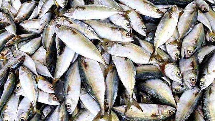തൊടുപുഴയില്‍ ഒരുമാസം പഴക്കമുള്ള 800കിലോ മത്സ്യം പിടിച്ചെടുത്തു