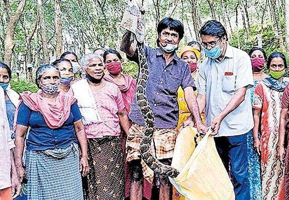 കാട് തെളിക്കുന്നതിനിടെ ഇഴഞ്ഞെത്തി പെരുമ്പാമ്പ്, ഞെട്ടിത്തരിച്ച് തൊഴിലാളികൾ