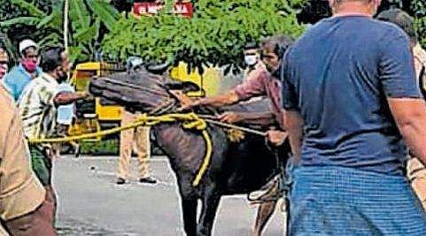 കുത്തൊഴുക്കുളള പുഴയിലേക്ക് ചാടി, പാലത്തിന്റെ തൂണില്‍ ഇടിച്ചുനിന്നു, അനുനയിപ്പിക്കാന്‍ മറ്റൊരു 'പോത്ത്'; കരയില്‍ എത്തിച്ചത് ഇങ്ങനെ