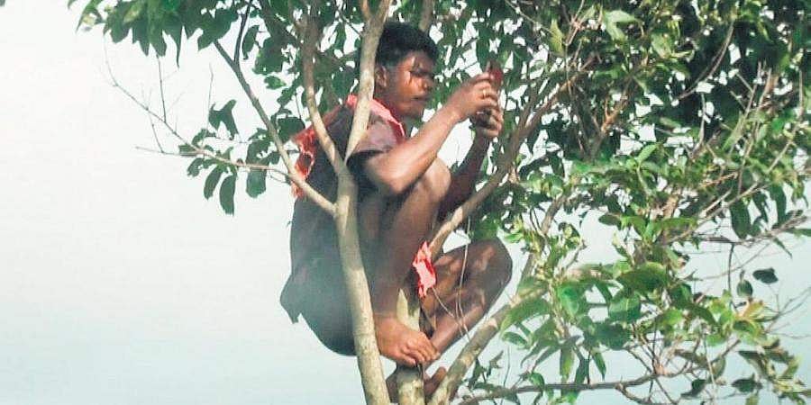 ഓൺലൈൻ പഠനം തകൃതി; റെയ്ഞ്ച് കിട്ടാൻ വിദ്യാർത്ഥികൾ മരത്തിന് മുകളിൽ!