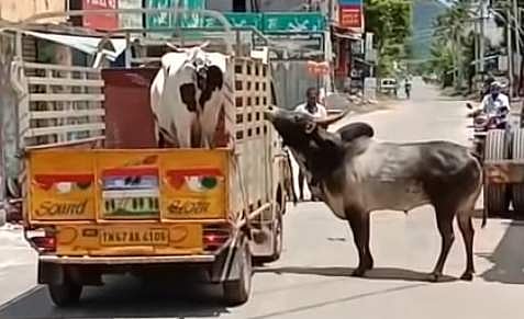 ഹൃദയം കീഴടക്കി ഈ കാളയും പശുവും; ഇതാണ് യഥാര്‍ഥ സ്‌നേഹമെന്ന് സോഷ്യല്‍ മീഡിയ; വീഡിയോ വൈറല്‍