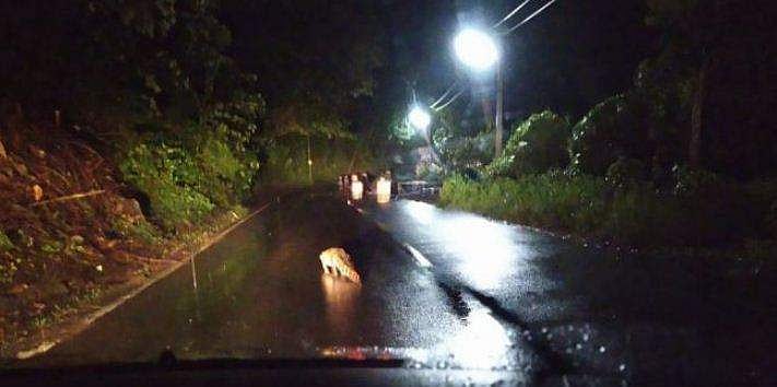 കനത്തമഴയും കുറ്റാക്കൂരിരുട്ടും ; നടുറോഡില്‍ ചീങ്കണ്ണിക്ക് മുന്നില്‍പ്പെട്ട് യാത്രക്കാരന്‍ ( വീഡിയോ )