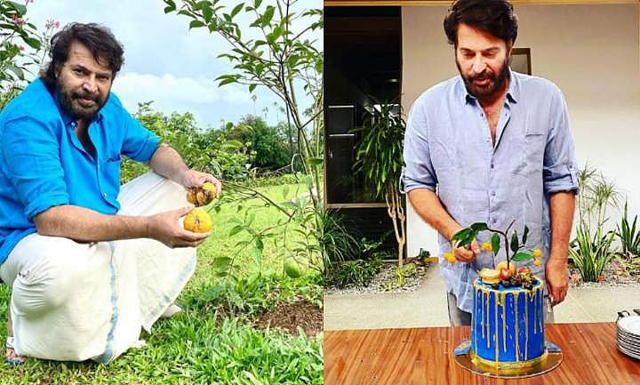 പിറന്നാൾ കേക്കിലെ സൺഡ്രോപ് പഴം വീട്ടുമുറ്റത്ത് വിളവെടുത്ത് മമ്മൂക്ക, ചിത്രങ്ങൾ 