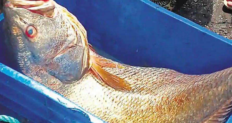 വലയില്‍ കുടുങ്ങിയത് 'സ്വര്‍ണമത്സ്യം'; മത്സ്യതൊഴിലാളിക്ക് ലഭിച്ചത് 1.4 ലക്ഷം രൂപ