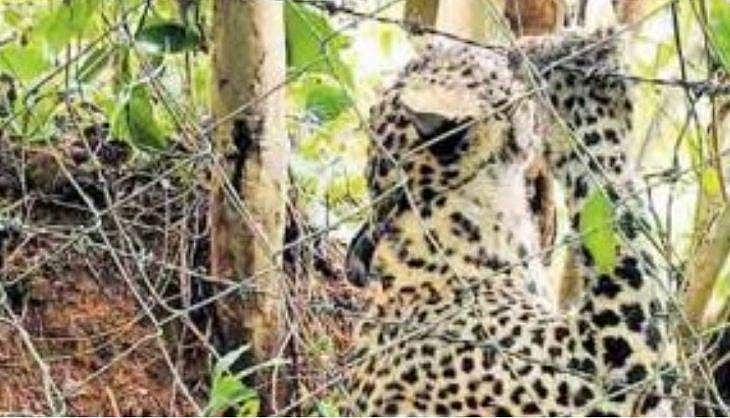കാട്ടുപന്നിയെ കുടുക്കാൻവച്ച കെണിയിൽ അകപ്പെട്ട് പുള്ളിപ്പുലി ചത്തു