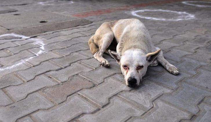 വീണ്ടും കണ്ണില്ലാത്ത ക്രൂരത!; നായയെ കെട്ടിവലിച്ച് നഗരം മുഴുവന്‍ ചുറ്റി കാര്‍ ഡ്രൈവര്‍
