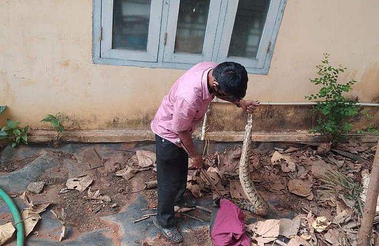 ഒരു പാമ്പിനെ പിടിക്കാനെത്തി; കണ്ടത് ഷീറ്റിനടിയിൽ ഒന്നിച്ചു കിടക്കുന്ന രണ്ട് മലമ്പാമ്പുകളെയും മൂർഖനേയും