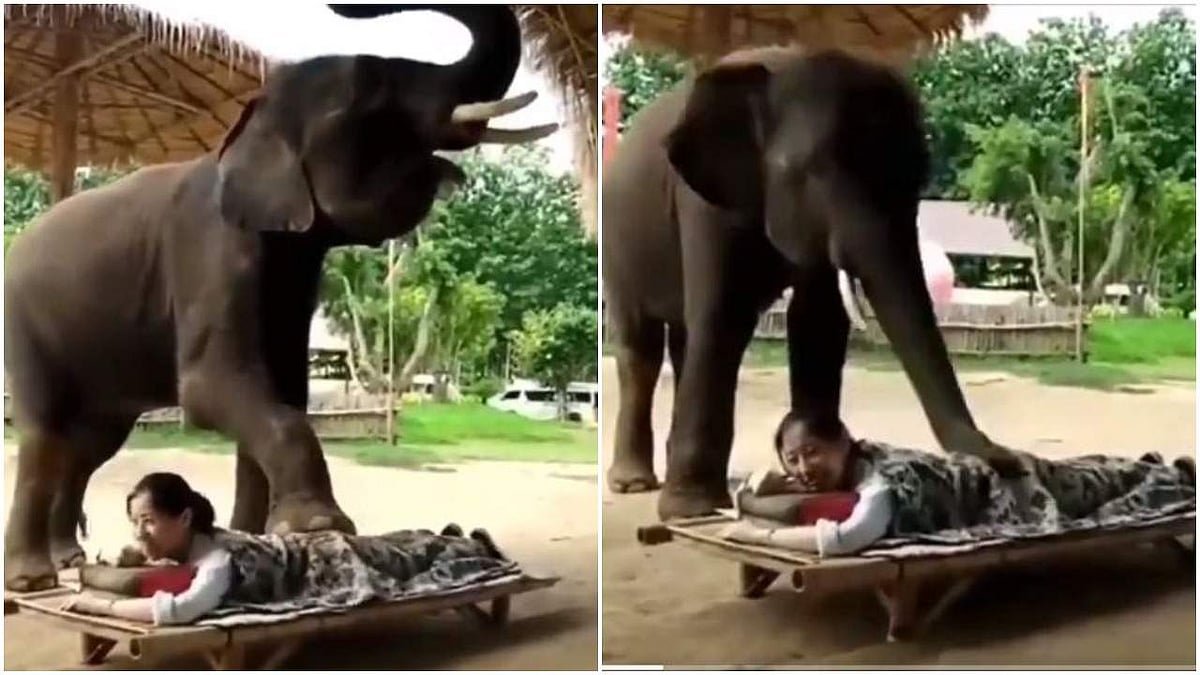 യുവതിക്ക് മസാജ് ചെയ്യുന്ന ആന; വീഡിയോ വൈറല്‍