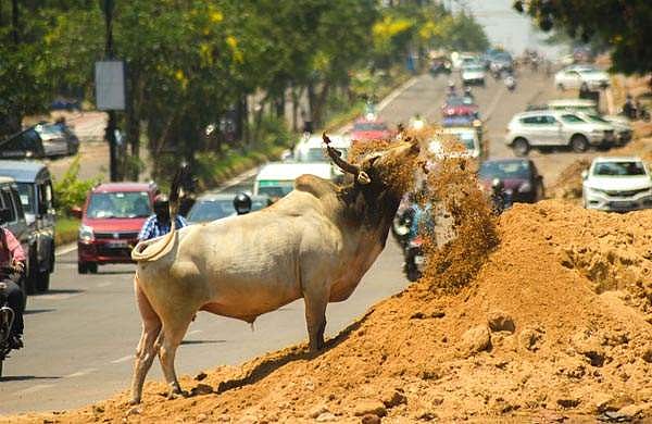 കര്‍ഷകനെ തെരുവുകാള കുത്തിക്കൊന്നു, അഞ്ചു ലക്ഷം നഷ്ടപരിഹാരം