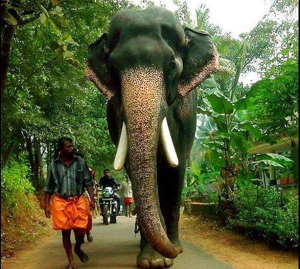 മംഗലാംകുന്ന് കര്‍ണന്‍ ചരിഞ്ഞു