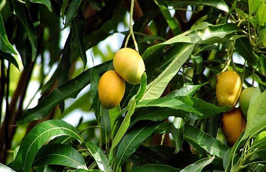 മാങ്ങ പറിക്കാന്‍ കയറിയത് 'പൊല്ലാപ്പായ്'; കൗമാരക്കാരന്‍ കുടുങ്ങിയത് മൂന്ന് മണിക്കൂര്‍, രക്ഷകരായി ഫയര്‍ഫോഴ്‌സ് 
