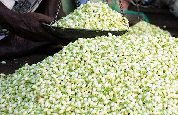 മുല്ലപ്പൂവിന് കിലോയ്ക്ക് ആയിരം രൂപ, ഇനിയും കൂടുമെന്ന് സൂചന